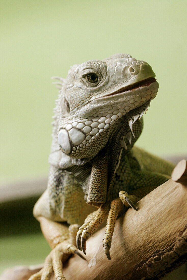 Green Iguana (Iguana iguana). Lives in Middle-and South-America.