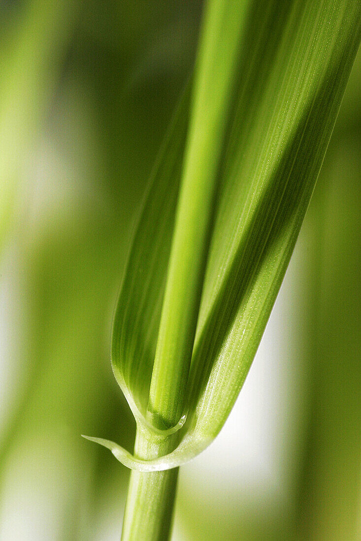 wheat grass (Triticum), spring, Bavaria, Germany