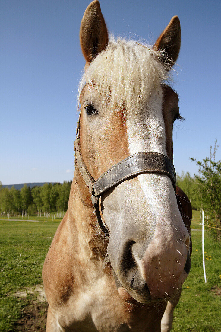 heavy horse on a meadow, Bavaria / Bayern, Germany