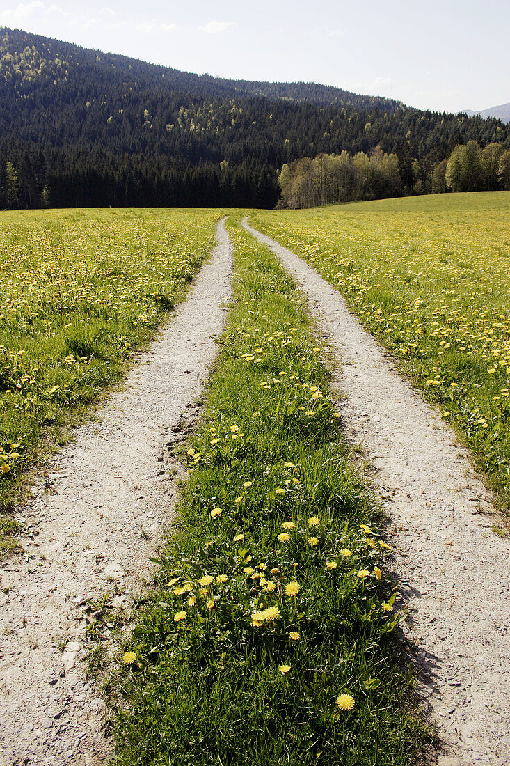 path through meadow with dandelions (Taraxacum officinale), Arrach, Bavarian Forest / Bayerischer Wald, Upper Palatinate / Oberpfalz, Bavaria / Bayern, Germany