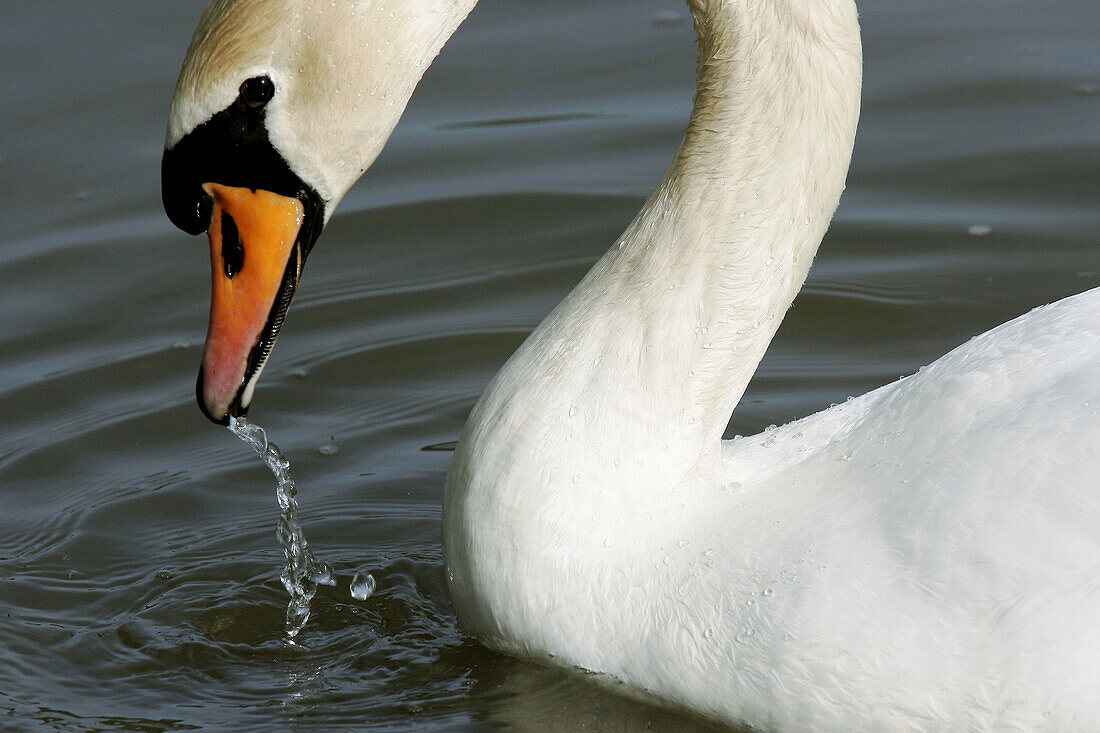 drinking swan (Cygnus olor), Bavaria / Bayern, Germany