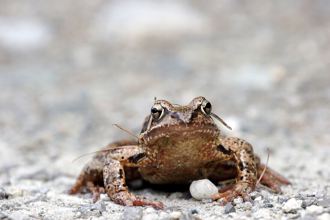 Frog (Rana temporaria), Hohe Tauern National Park, Heiligenblut, Mölltal, Carinthia / Kärnten, Austria / Österreich, Europe.