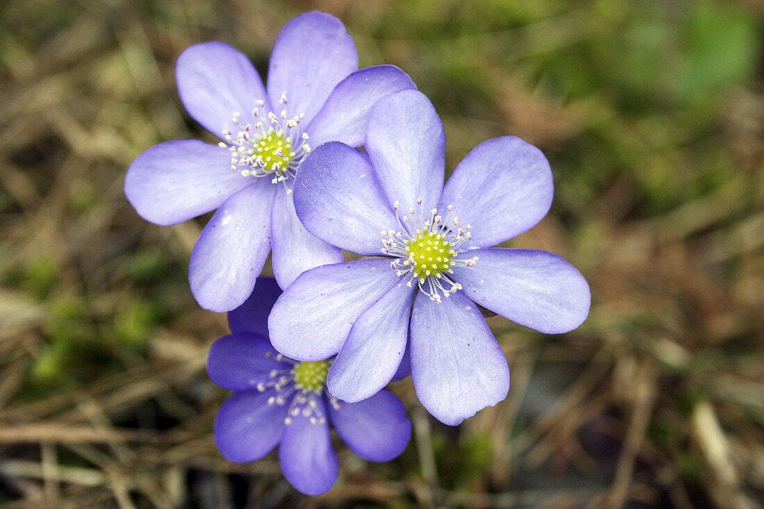 Hepatica (Hepatica nobilis). Hohe Tauern National Park, Großkirchheim, Mölltal, Carinthia / Kärnten, Austria / Österreich, Europe.