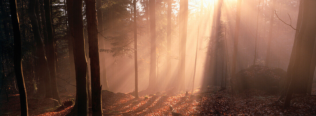 Foggy forest. Bavaria. Germany