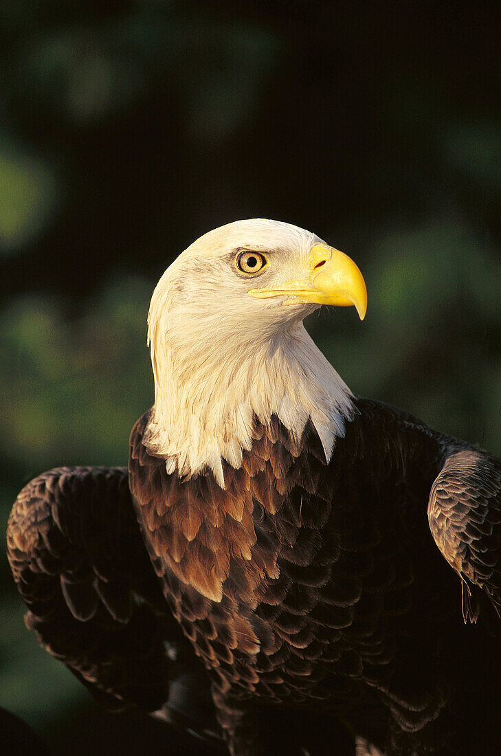 Bald Eagle (Haliaetus leucocephalus). Tennessee. USA
