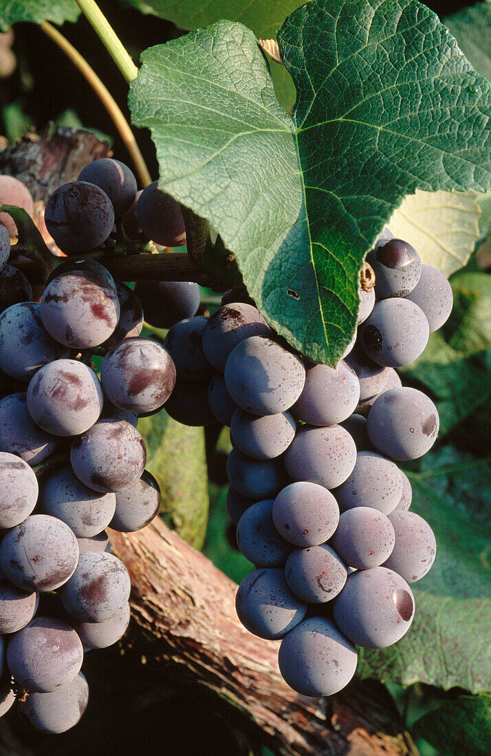 Grapes