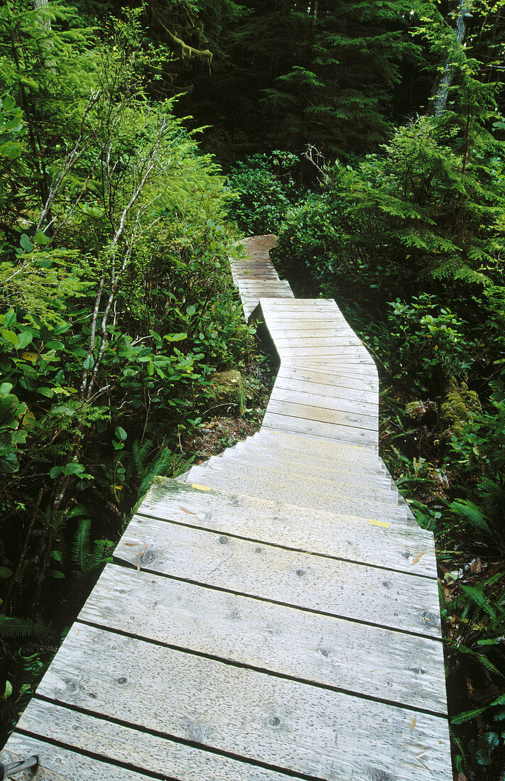 Boardwalk to Hot Spring Cove. Maquinna Provincial Marine Park. British Columbia. Canada