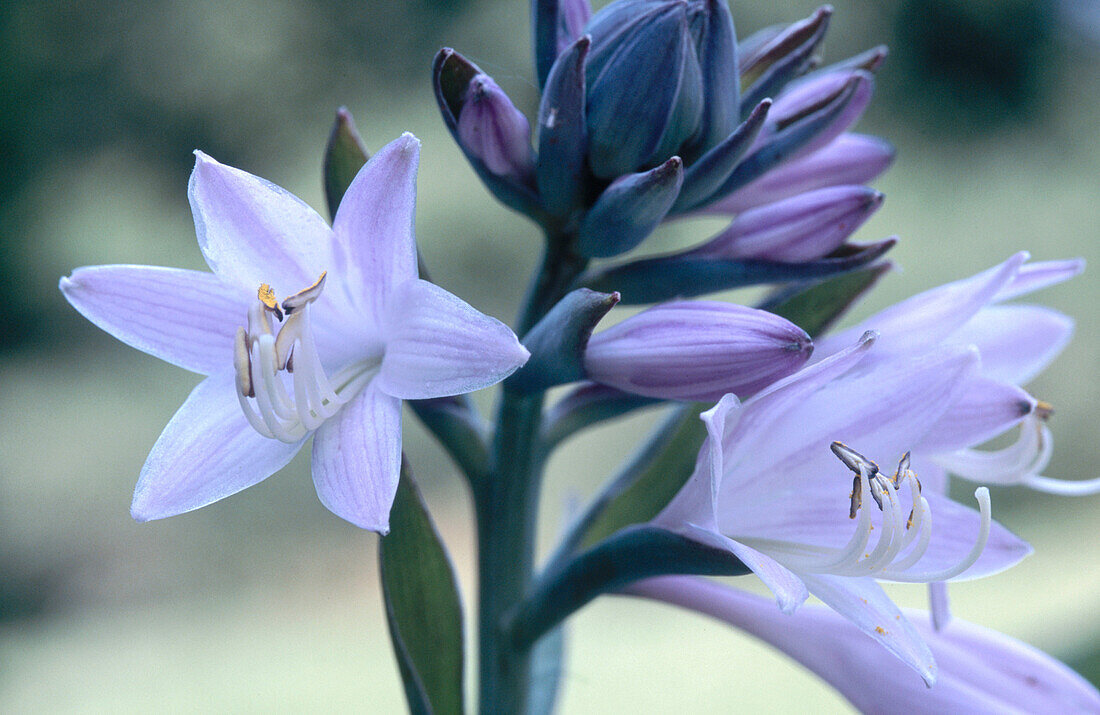 Hosta flowers (Hosta sp.)