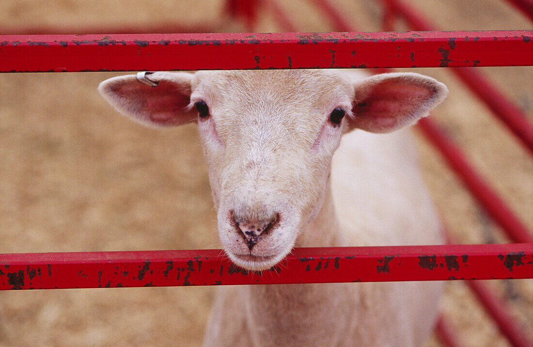 Sheep looking between red rails