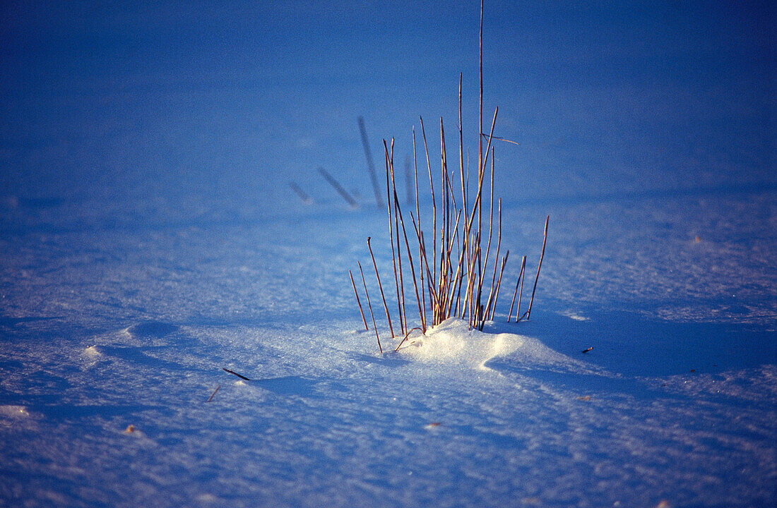 Grass in snow