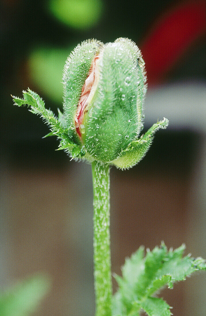 Poppy bud (Papaver sp.)
