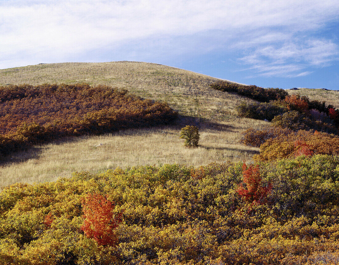 Varying stages of fall colors for groves of trees in meadow setting near Salt Lake City. Wasatch-Cache National Forest, Utah, USA