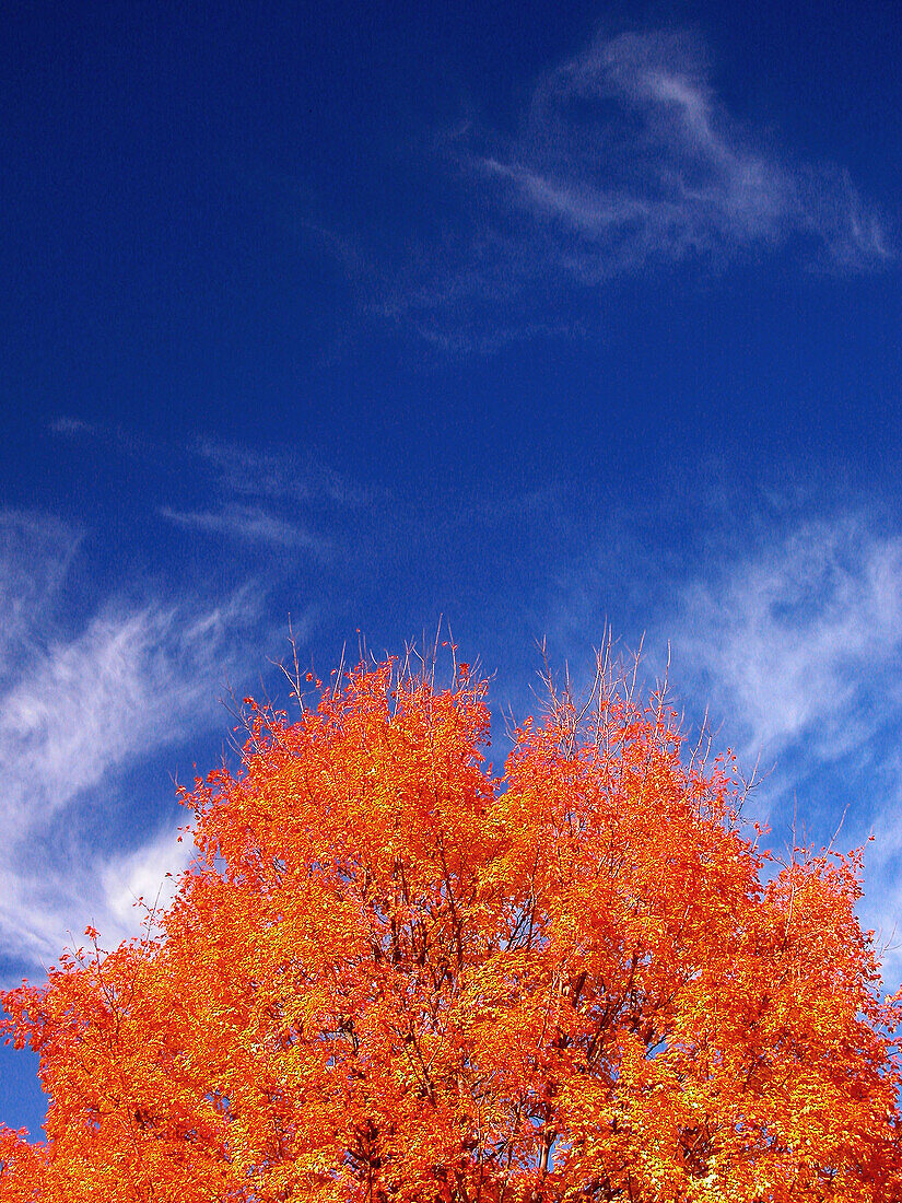 Intensly bright orange leaves on trees during crisp fall day located near Eagle Mills, New York, USA.