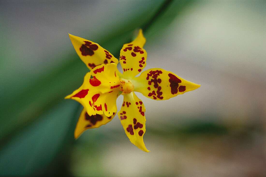 Orchid