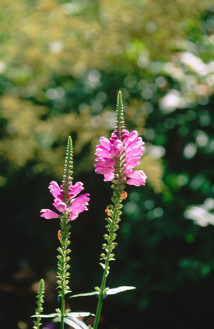 False Dragonhead (Physostegia virginiana)