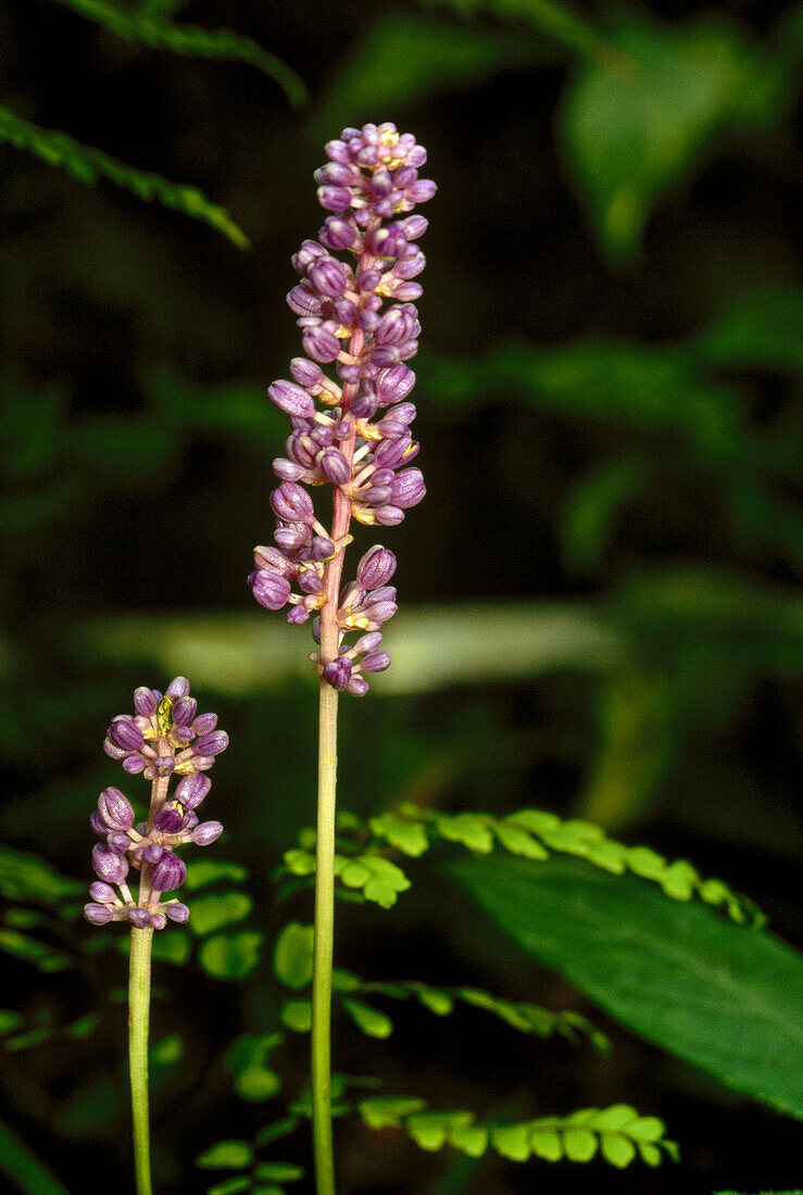 Lily Turf (Ophiopogon spicatus) or (Liriope spicata)