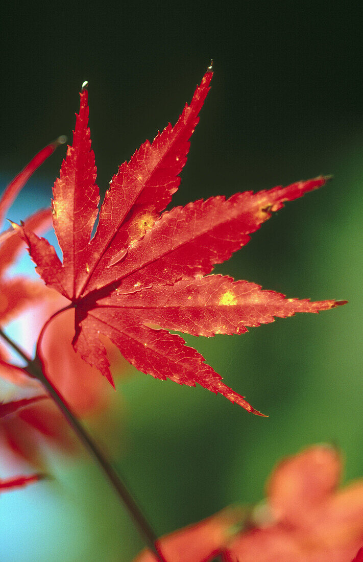 Japanese Maple (Acer palmatum)