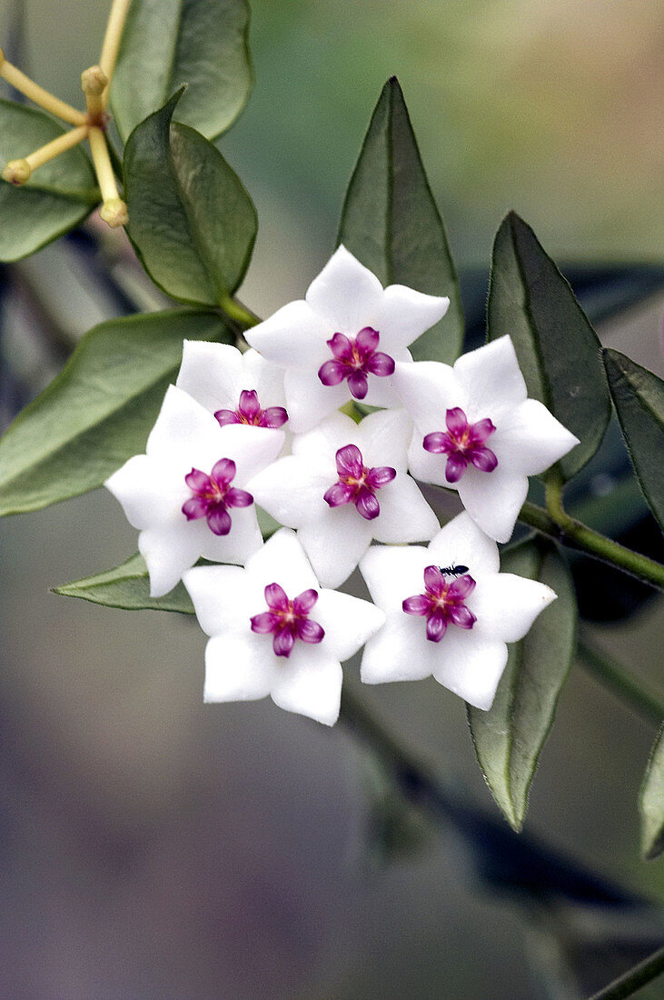 Miniature waxplant (Hoya lanceolata bella)