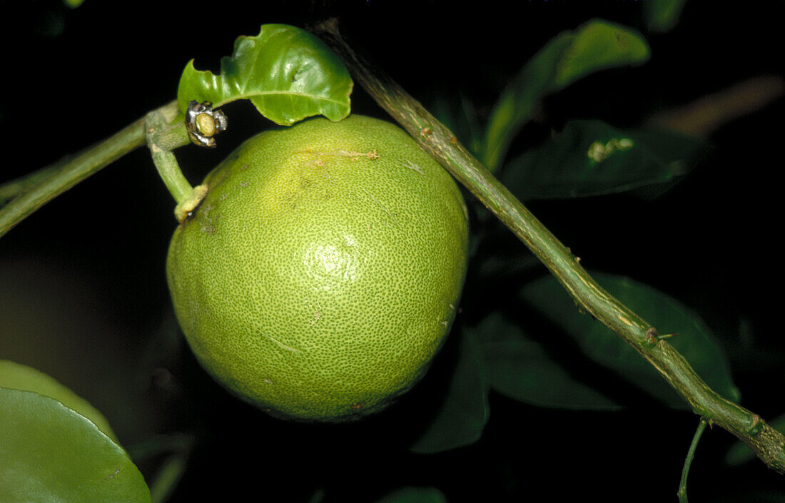 Pummelo (Citrus grandis or Citrus maxima)