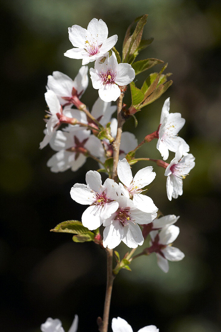 Branch of winter flowering cherry (Prunus subhirtella)