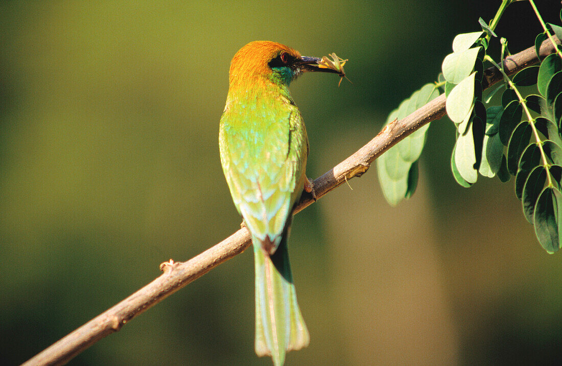 Little Green Bee-eater (Merops orientalis)