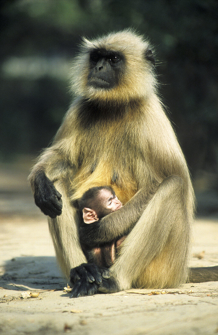 Hanuman Langur, female with baby. In the wild the Hanuman Langur s keen eyesight makes it an effective part of an early warning system against the tiger and the leopard, both of which it hates without reservation.