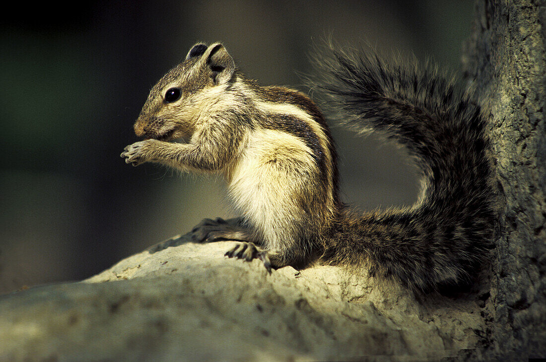 Five-striped Palm Squirrel (Funambulus pennanti)