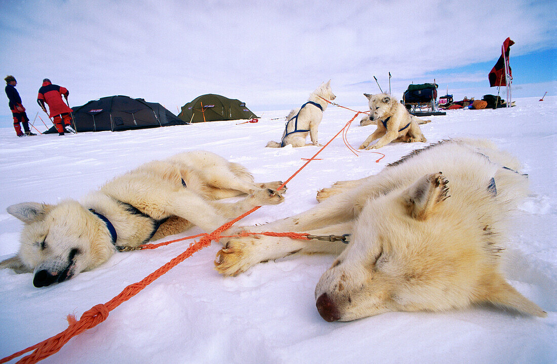 Huskies at rest. Greenland