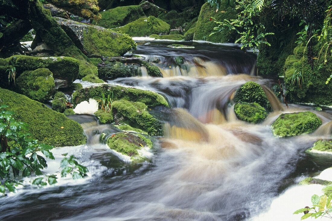 Organic matter colours stream after storm. Karamea. South Island. New Zealand