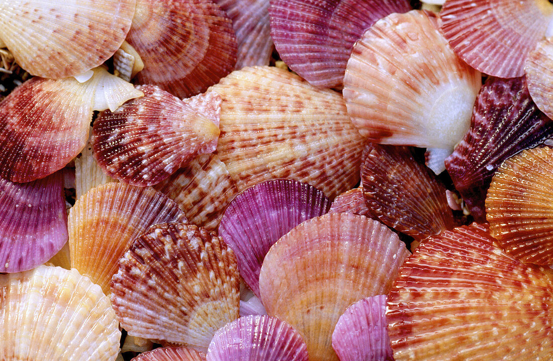 Fan shells (Chlamys gemmulata). New Zealand