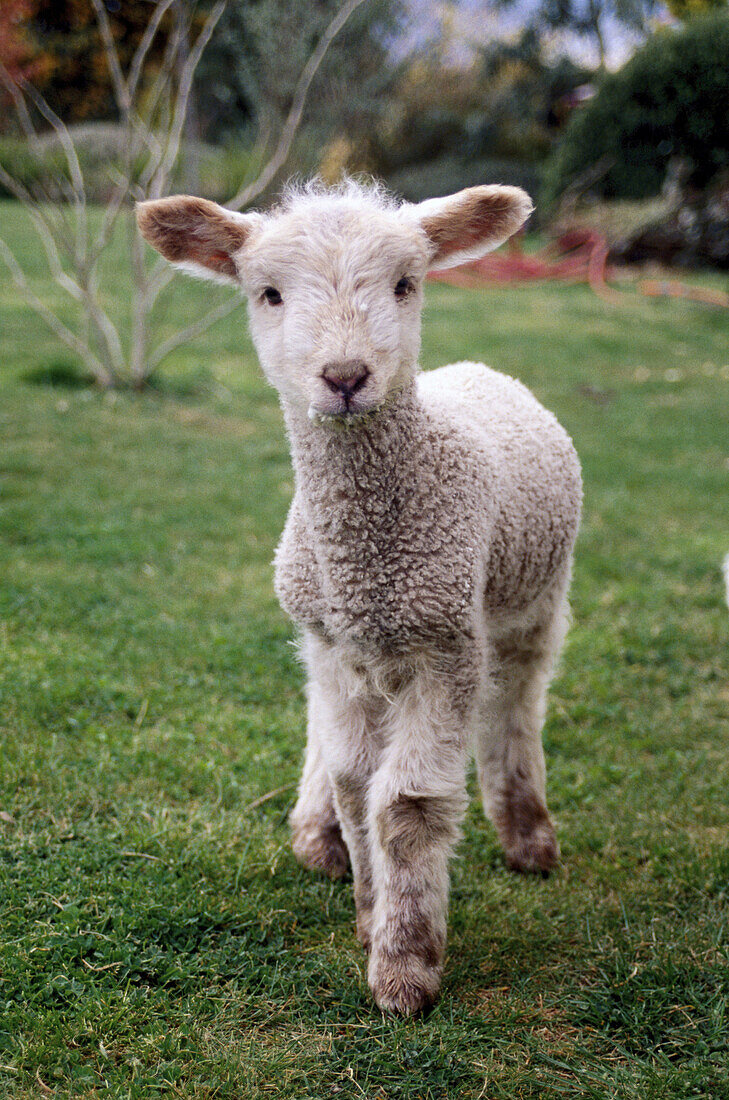 Orphan lamb. Canterbury plains. New Zealand