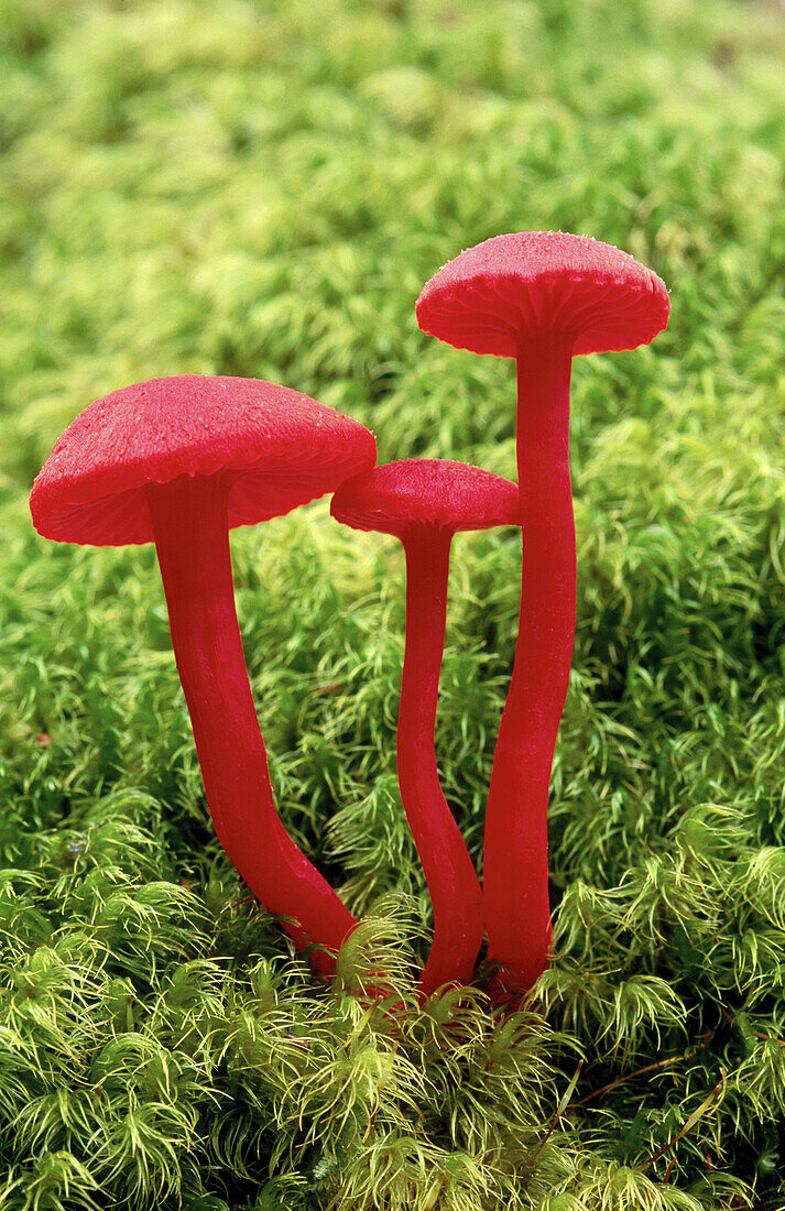 Fungi (Hygrocybe rubro-carnosa). Aratika Forest. New Zealand