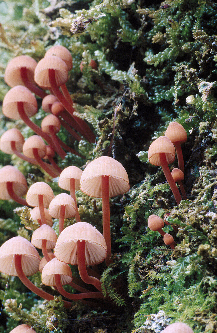 Fungus (Hygrophorus sp.). New Zealand