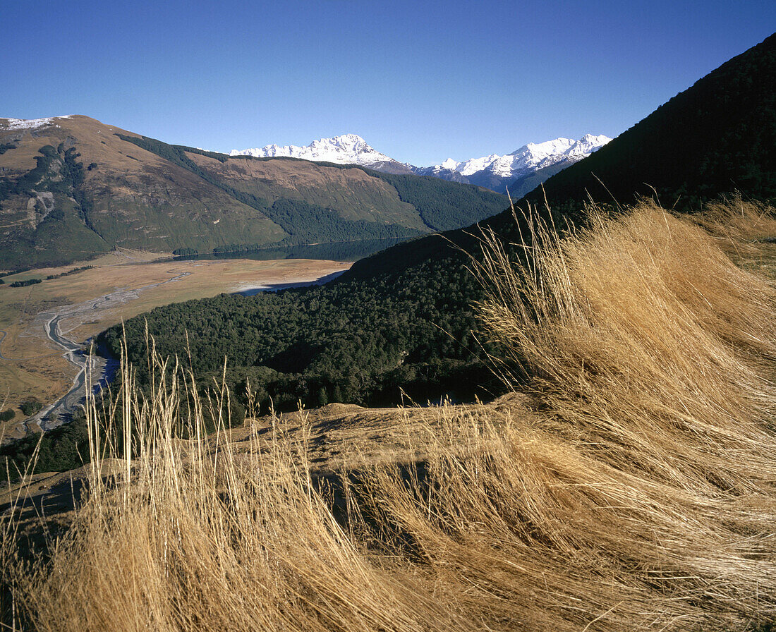 Tussock leans over Diamond Lake and Dart Valley. Mount Aspiring National Park. New Zealand