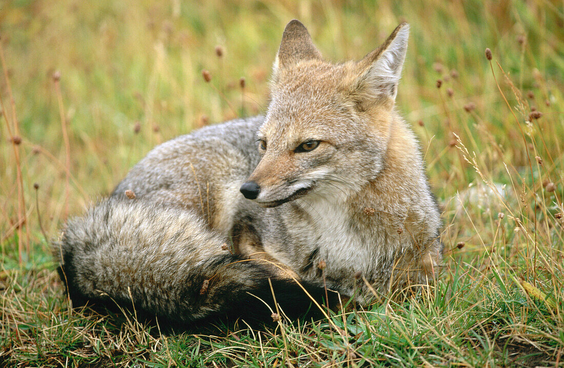 Patagonian Lesser Grey Fox (Dusicyon griseus). Lazo Azul. Torres del Paine National Park. Patagonia. Chile