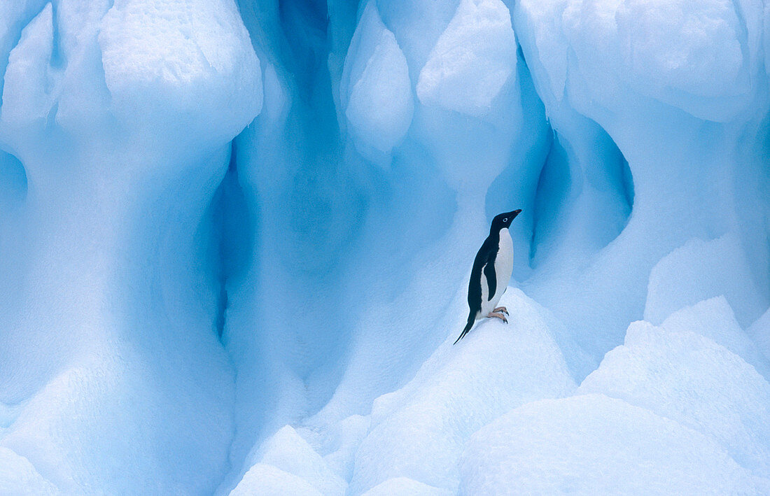 Adelie penguin on iceberg. South Shetland Islands. Antartic Peninsula