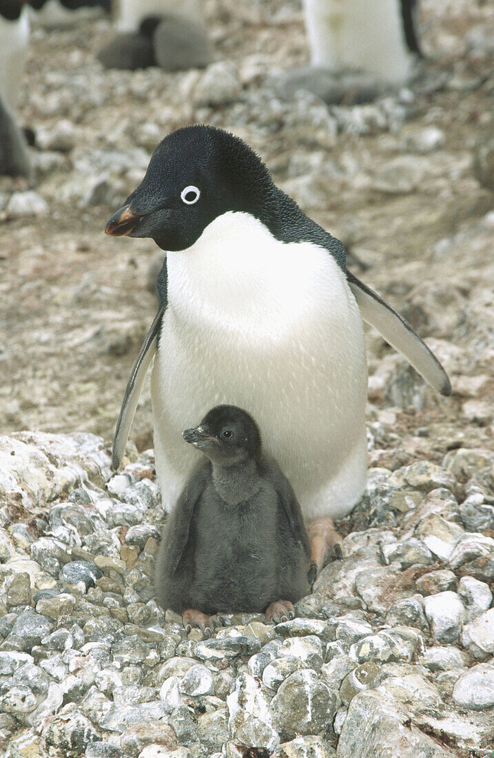 Adelie penguins (Pygoscelis adeliae) with chick. Brown Bluff. Antarctic Peninsula. Antarctica