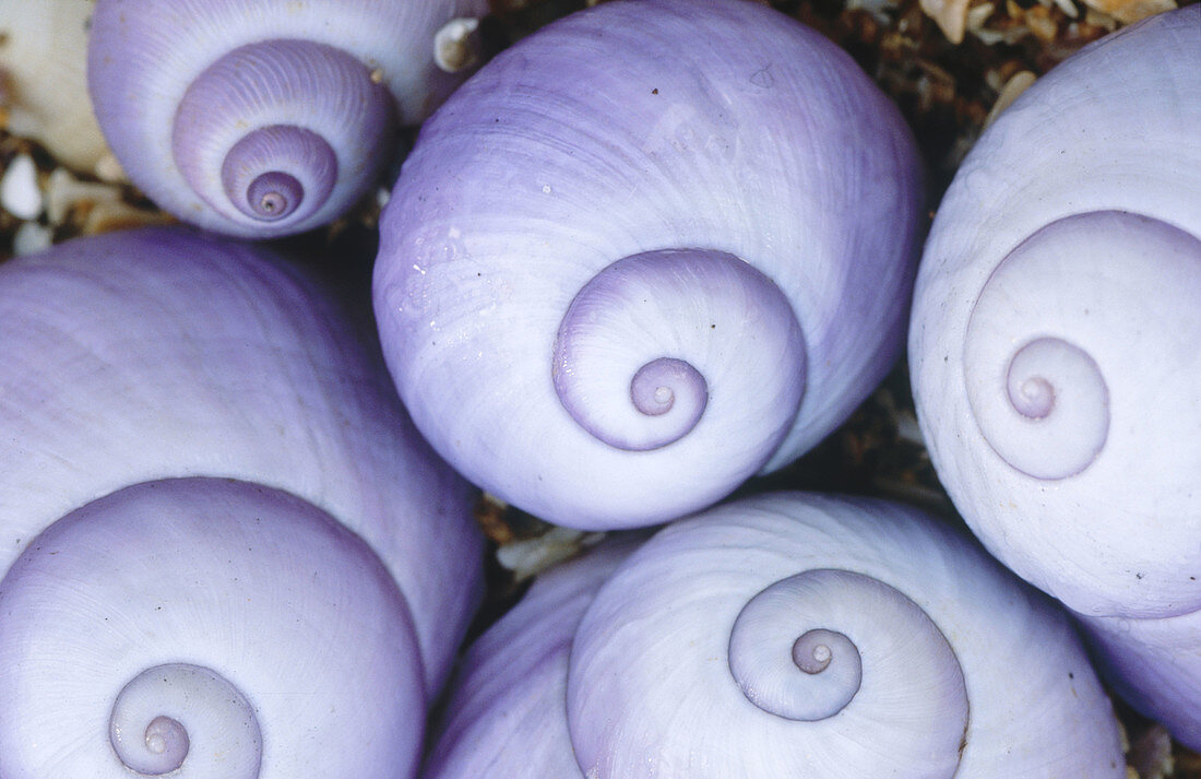 Violet storm shells. Kararua Janthina. New Zealand.