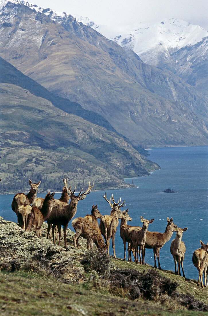 Red deer (Cervus elaphus scoticus) commercial deer farm above Queenstown. New Zealand