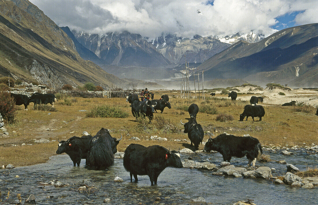 Yaks grazing. Chozo Dzong. Desert-like valley on tibetan border. Himalaya. Bhutan