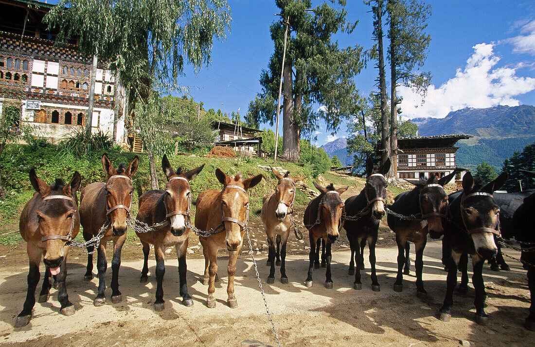 Indian army mules. Paro valley. Bhutan