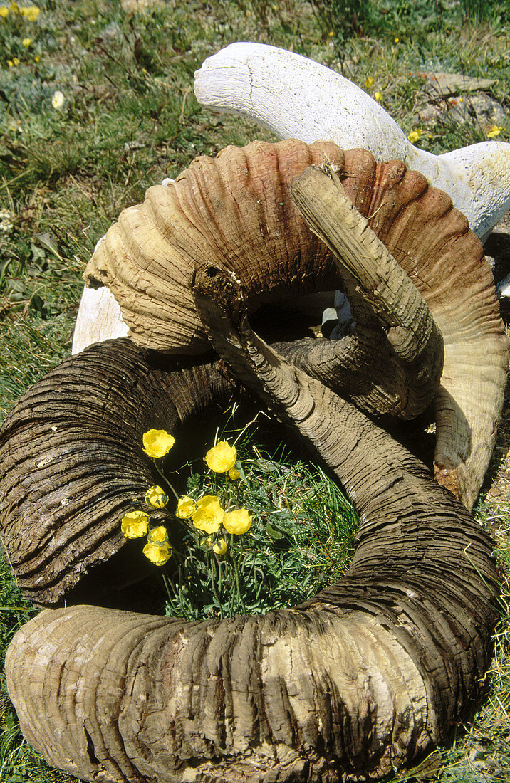 Poppies and Archali sheep horns (endangered sheep still hunted). Tavan Bogd Uul, Altai mountains, Western Mongolia