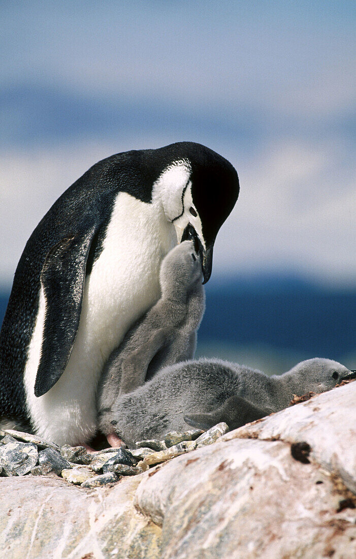 Chinstrap Penguin (Pygoscelis antarctica) and twin chicks. Antarctic peninsula
