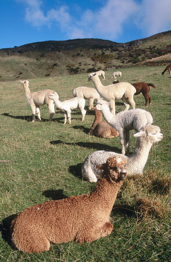 Alpacas, youngsters, enjoying winter sun. Canterbury. New Zealand.