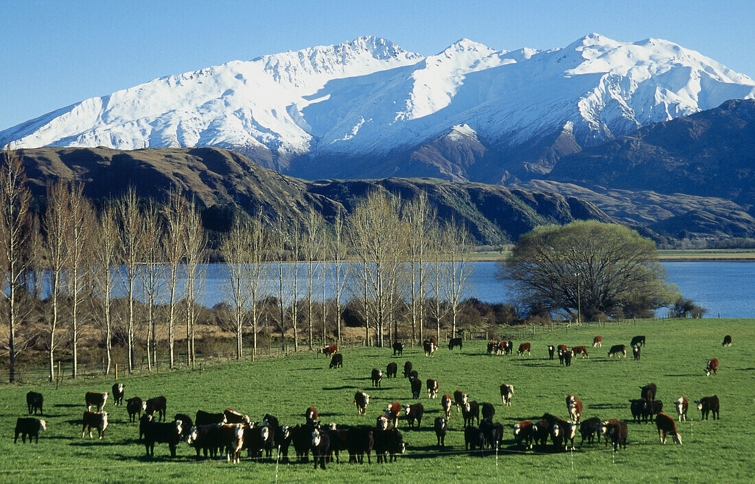 Hereford cattle grazing. Southern Alps in spring. Lake Wanaka. New Zealand.