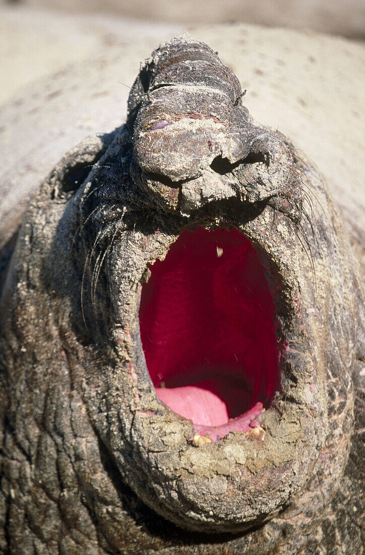 Southern Elephant Seal (Mirounga leonina). Sea Lion Island, Falkland Islands