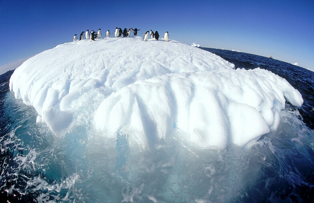 Adelie Penguins (Pygoscelis adeliae). Eroded Iceberg. Dumont d Urville. Antarctica