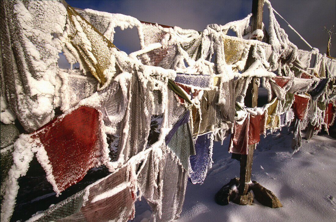 Iced-up Buddhist prayer flags, Dzong Ri, Kangchenjunga region, Sikkim, India