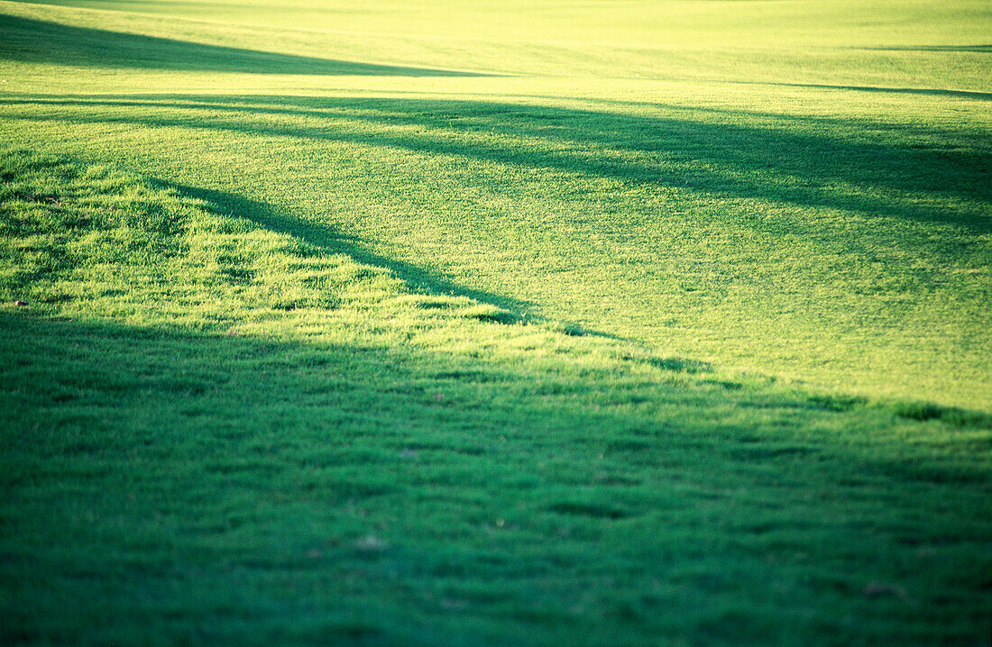 Golf course grass