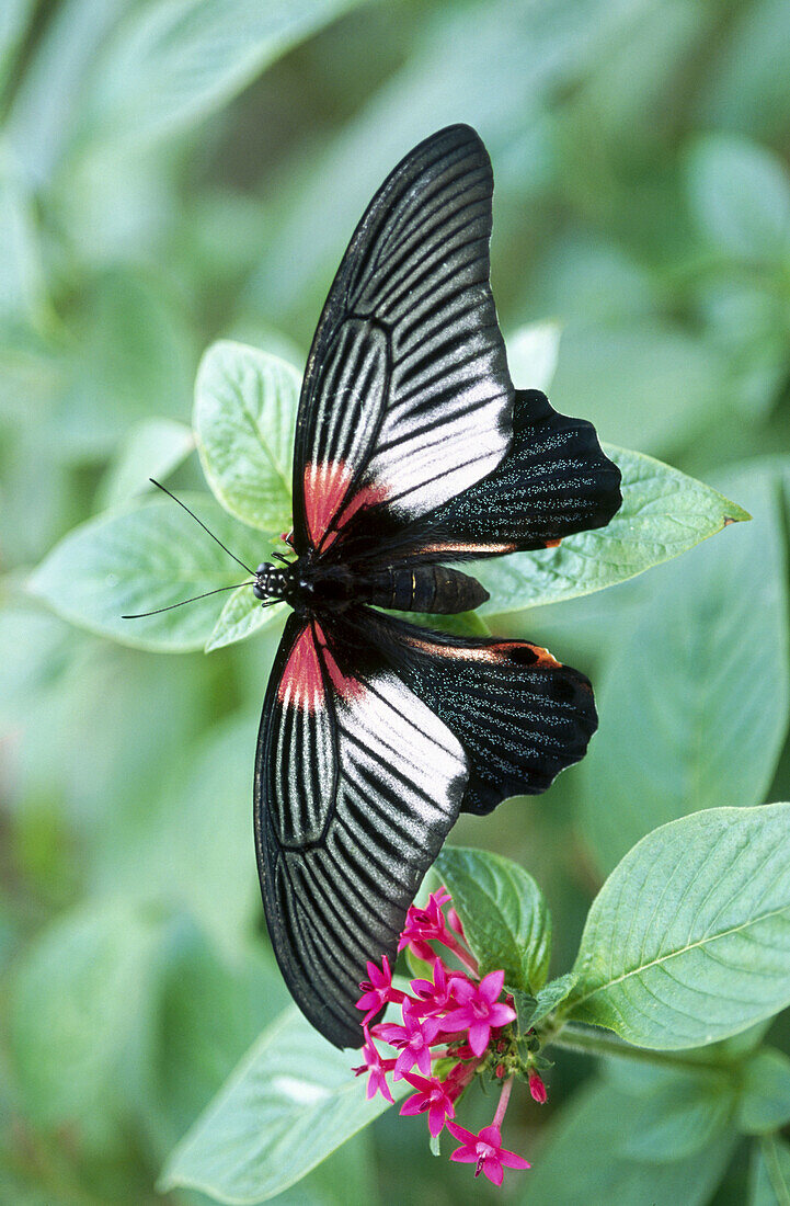 Postman Butterfly (Heliconius melpomene) on leaves
